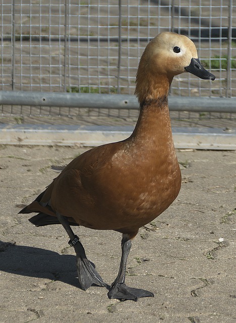 与梅西同场